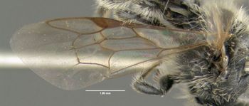 Media type: image;   Entomology 609527 Aspect: front wing
